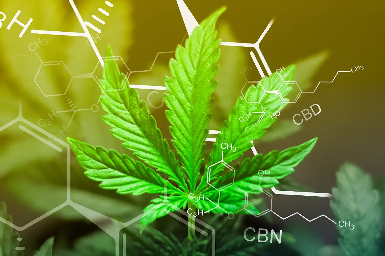 What Is the Difference Between THC, CBD, and CBN?