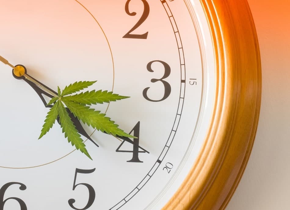 How Long Does It Take for Edibles to Take Effect?