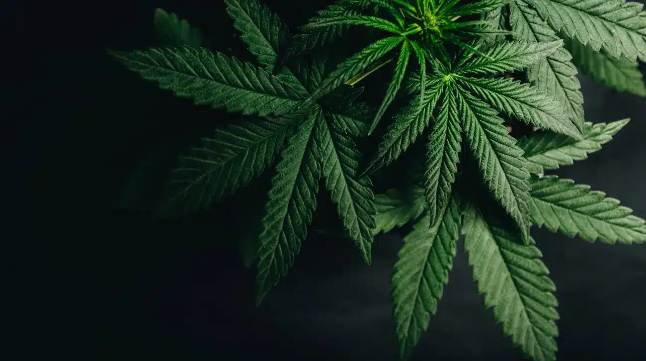 Cannabis and Marijuana: What’s the Difference, and Why Does It Matter?
