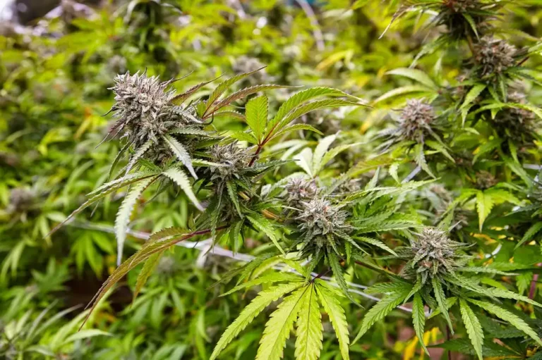What Is Cannabis Flower and How Do You Choose the Right Strain?